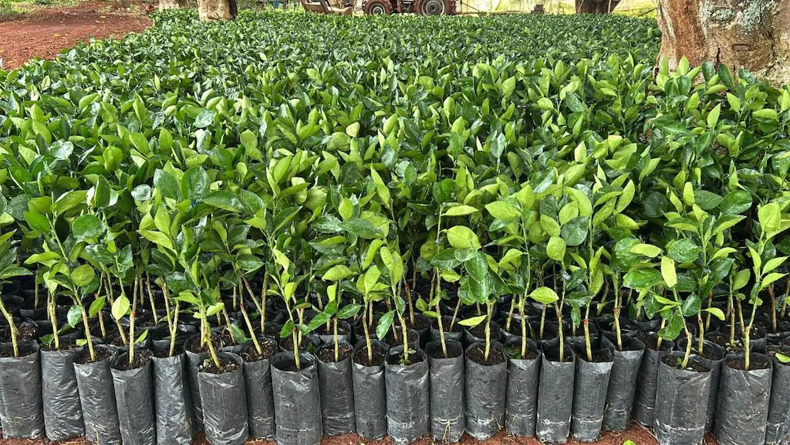 MT impulsiona a citricultura com investimento milionário e distribuição de mudas